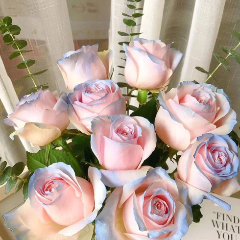 Rare Seeds - Datura Langaros Roses of the Western Regions