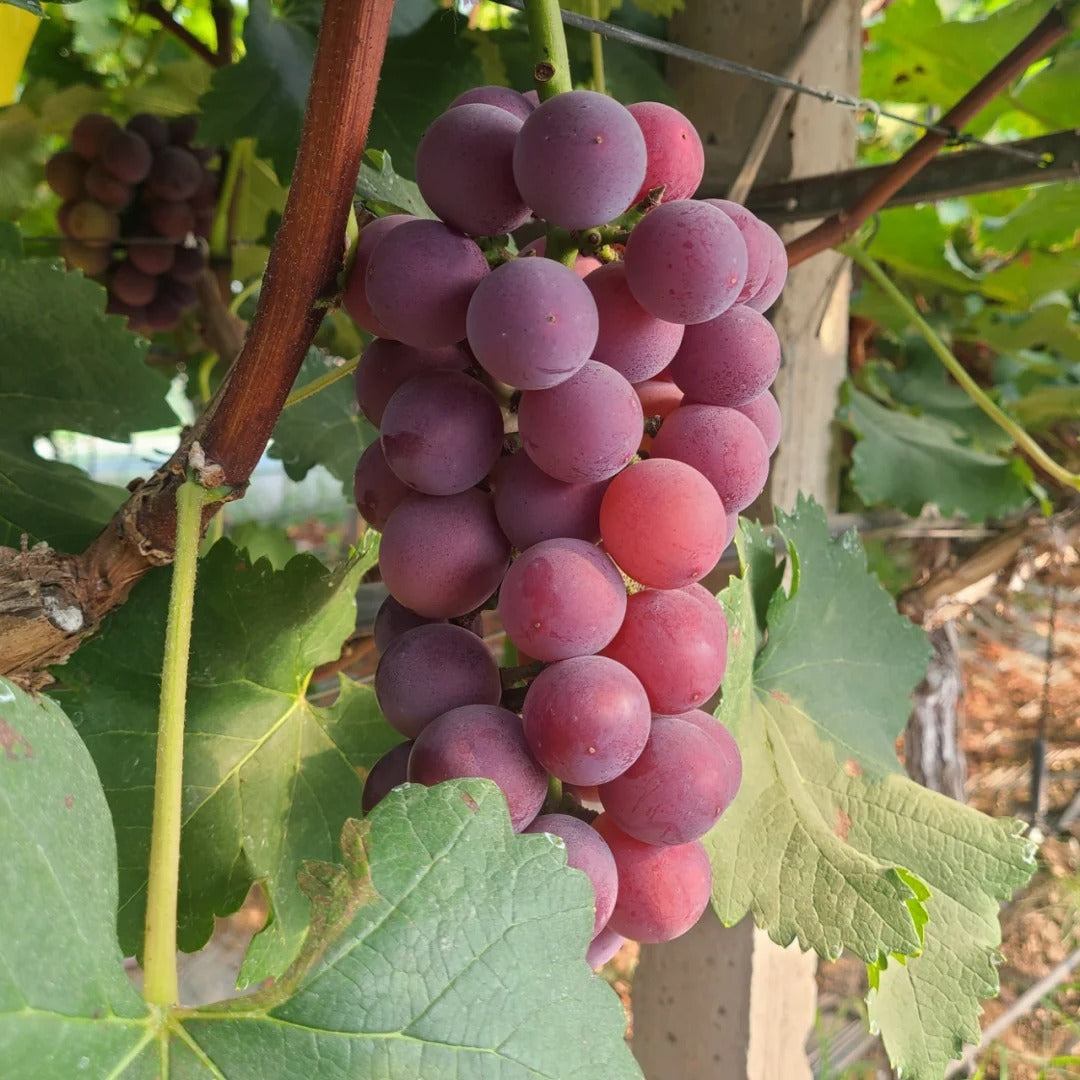 Midknight Beauty Grapes Seeds - Giant Rose (Rose scented)- 98% Germination🔥