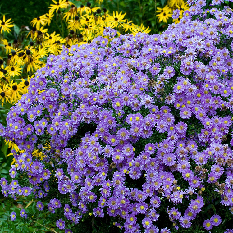 🌼 Superstar Aster Collection: Late Summer to Fall Beauty