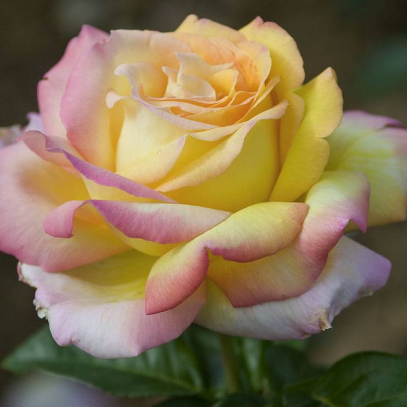 Rosa Peace (Hybrid Tea Rose) Seeds