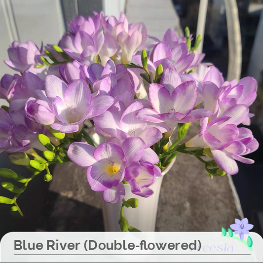 Freesia Bulbs --Comming Soon