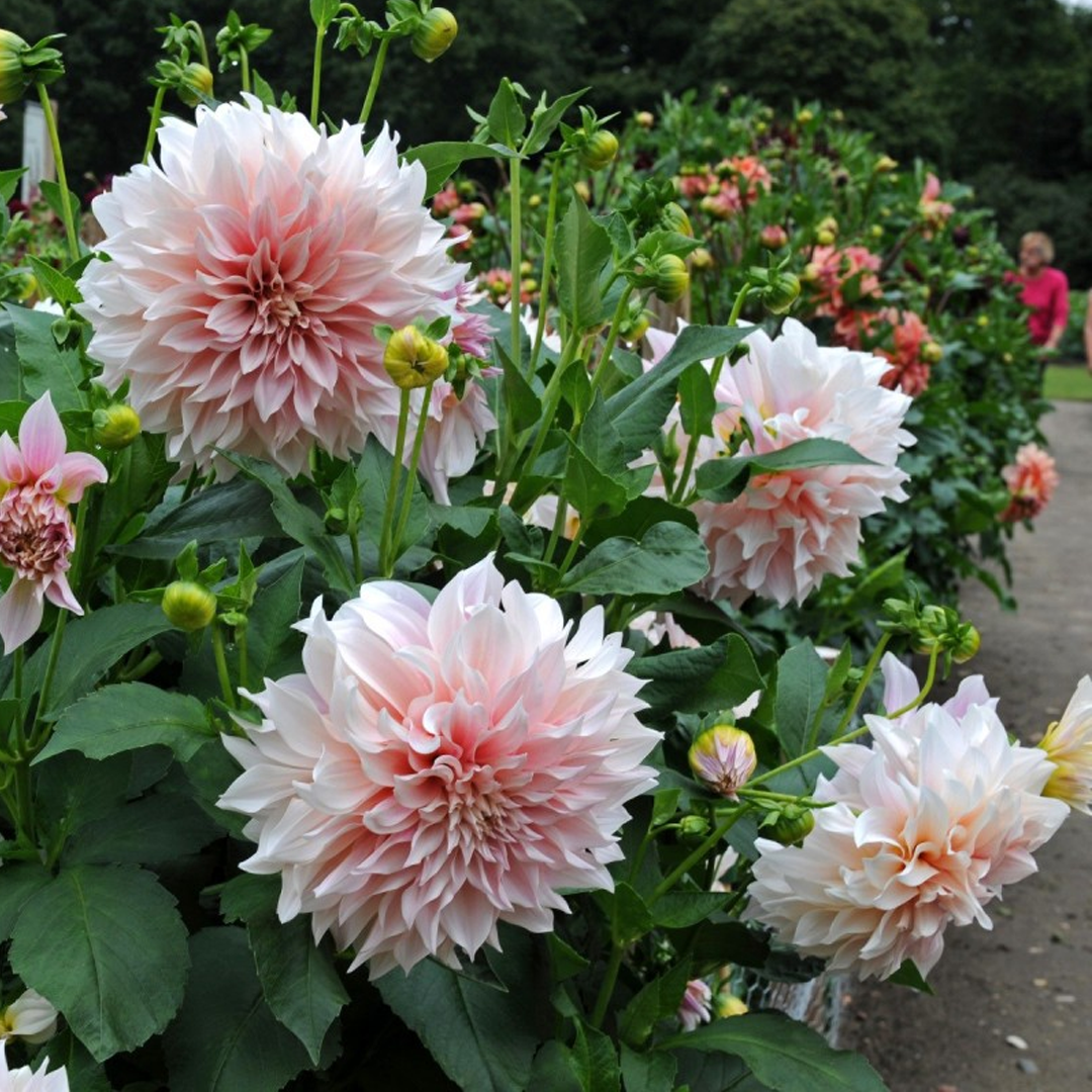 Mixed Dahlia Seeds