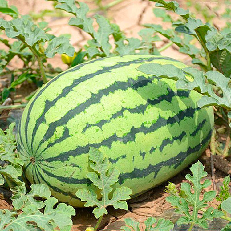 🍈Lazy Seedless Watermelon