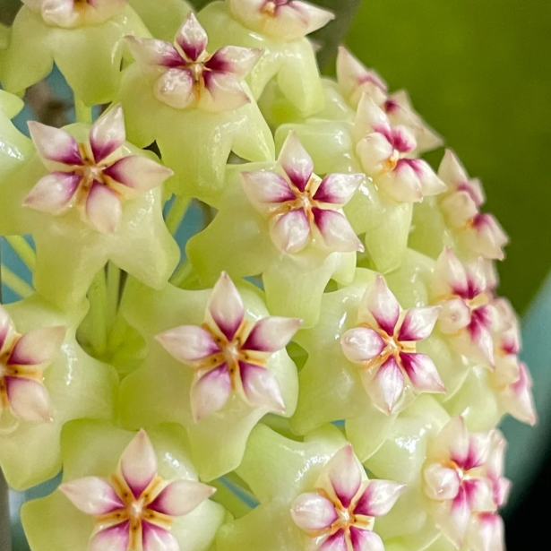 🌟Ball Orchid - Falling Stars From The Sky