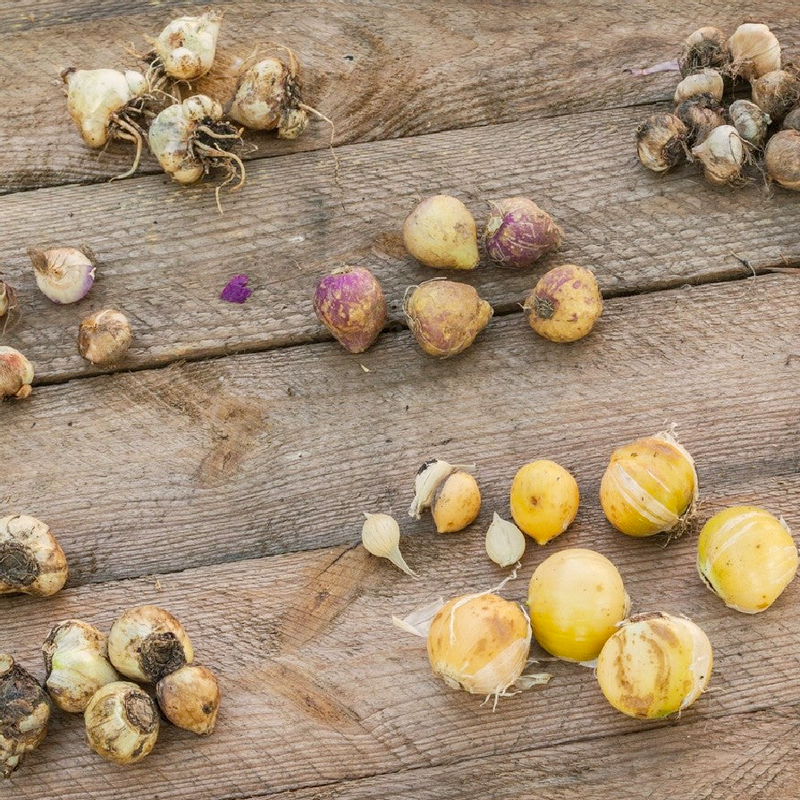 Allium Bulbs (Giant) - Giganteum