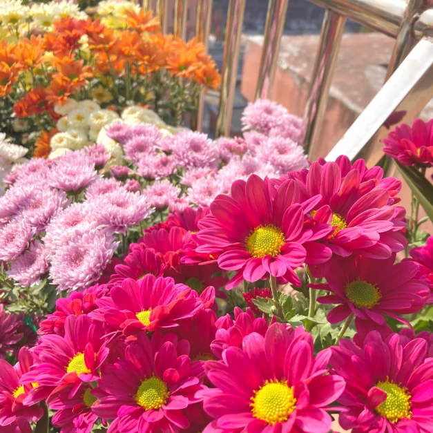 🌼Small Chrysanthemum Mixed Variety Seeds