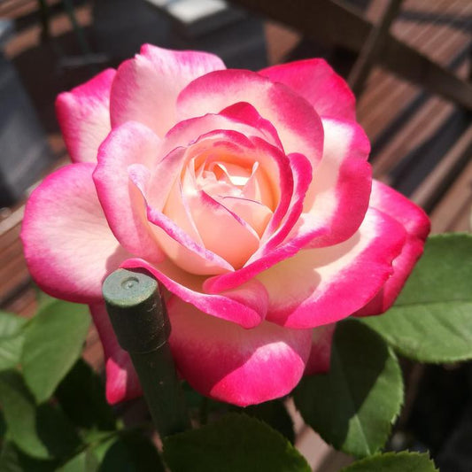 Rosa 'Cherry Parfait' Seeds