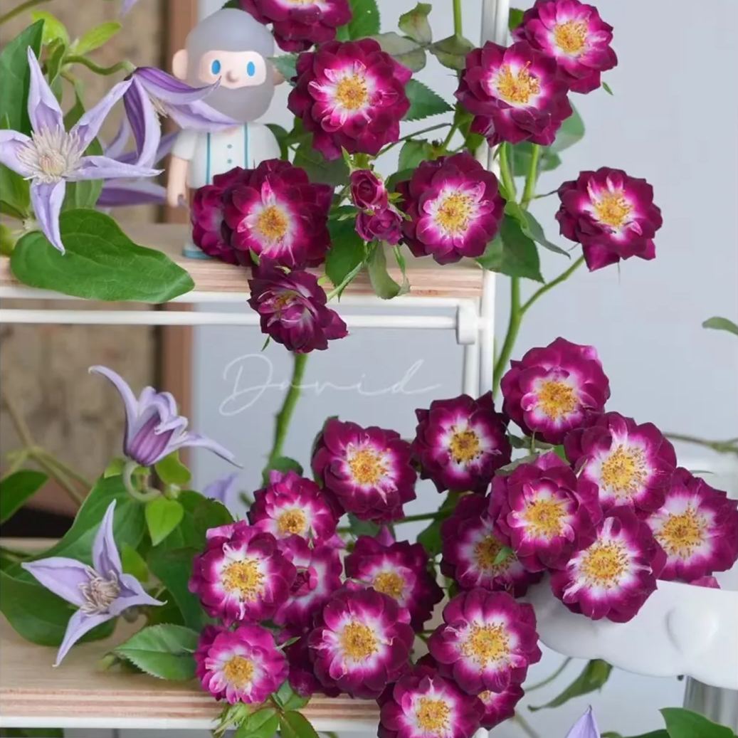 'Diamond Eye' Rose Seeds