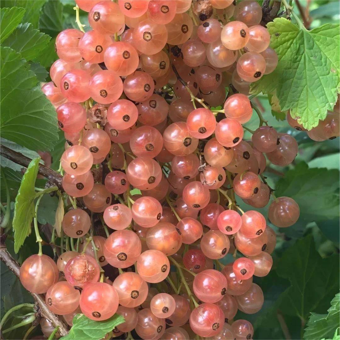 Multicolor Gooseberry Seeds