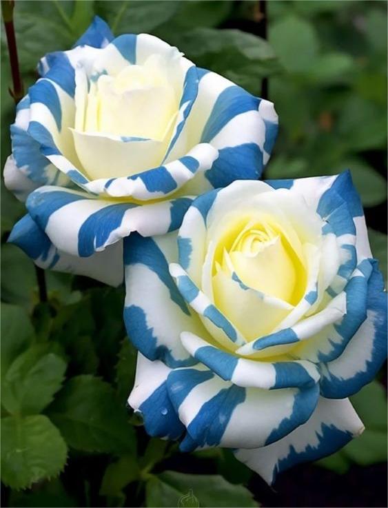 Rare Twin Rose 'Blue Stripe'