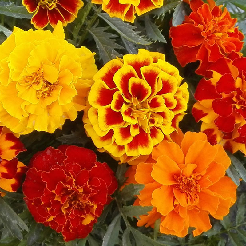 Good Companion For Vegetable Garden:Mixed French Marigold Seeds