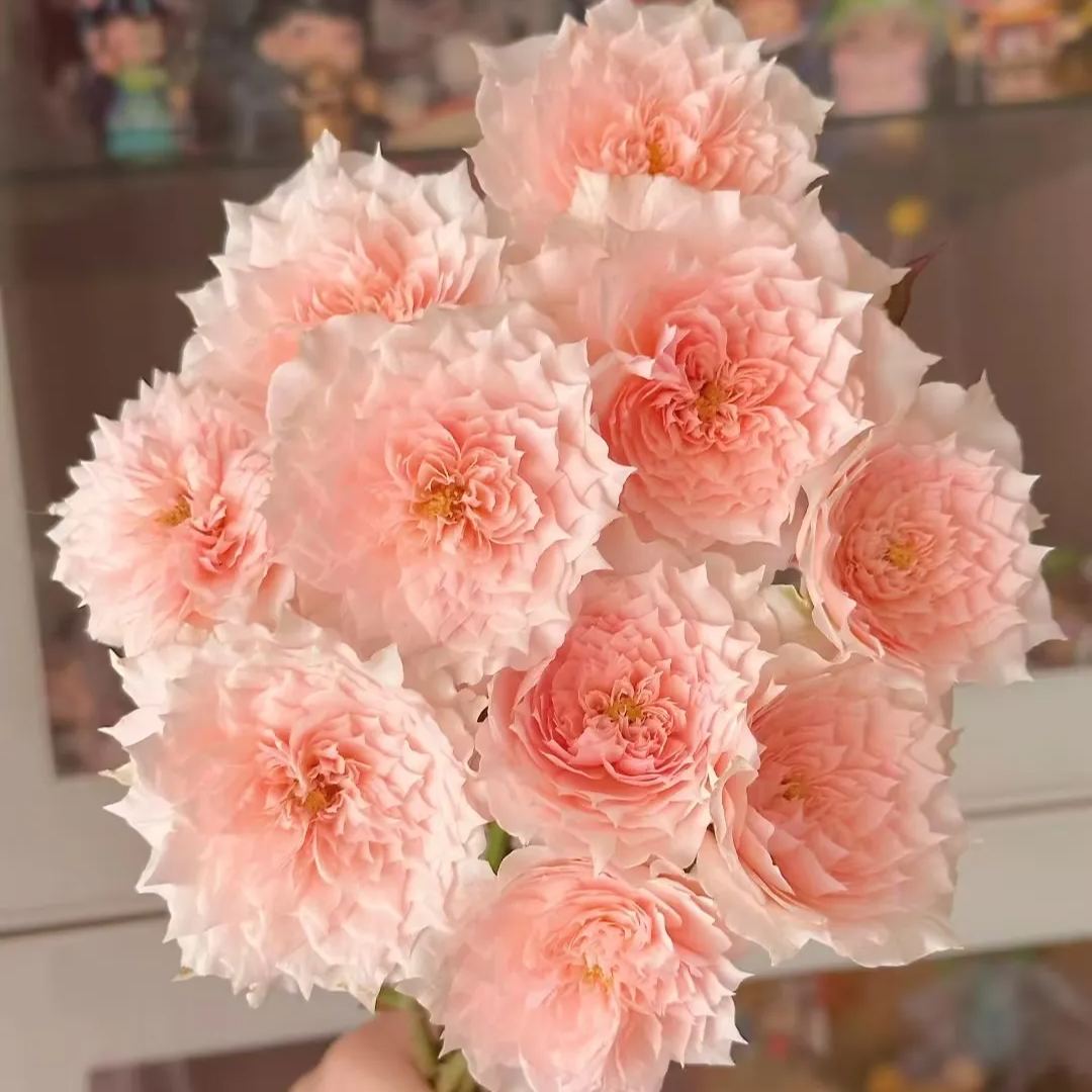 Monique Darve Rose