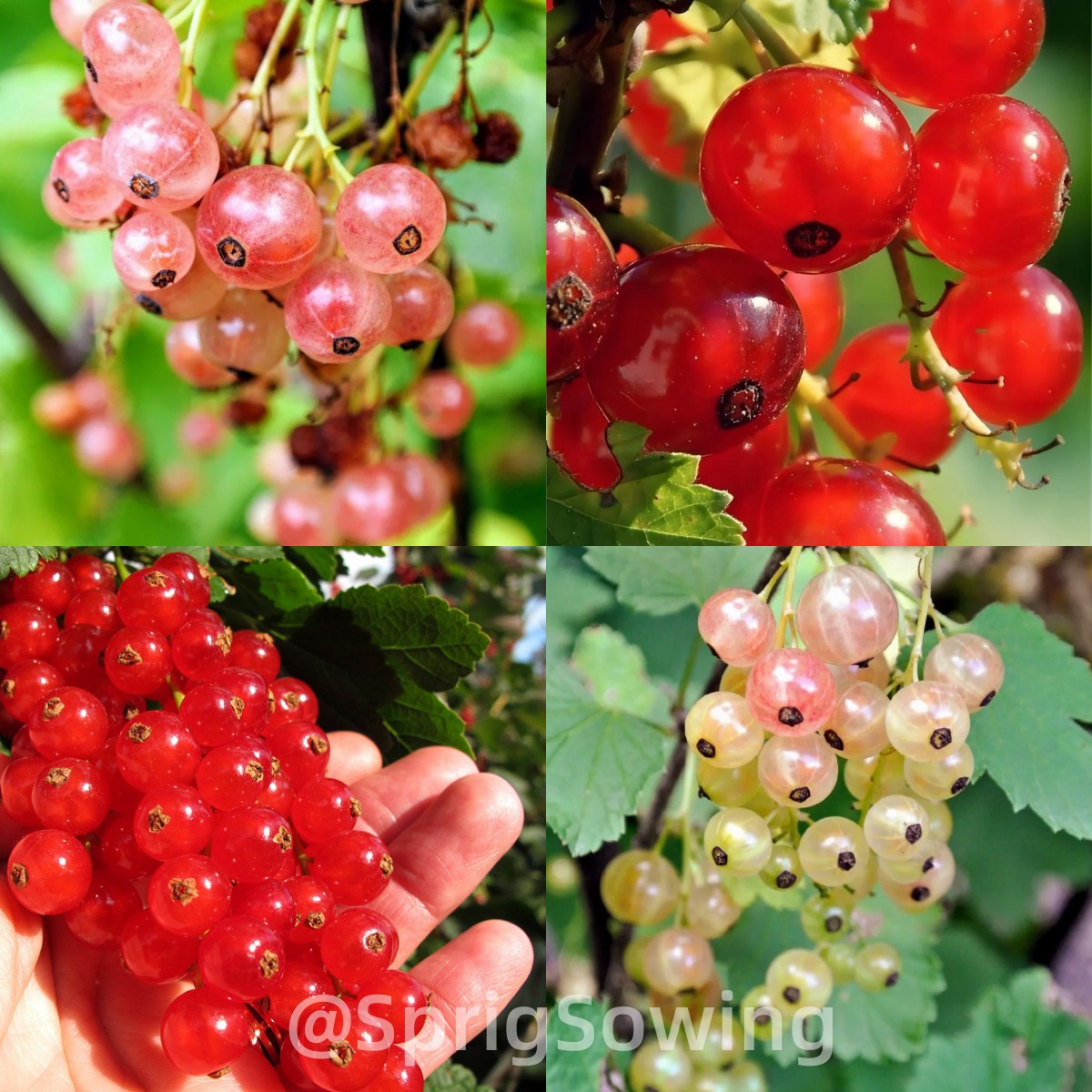 Multicolor Gooseberry Seeds