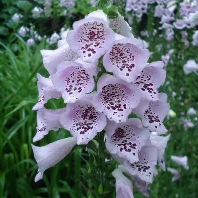 Mixed Foxglove Seeds
