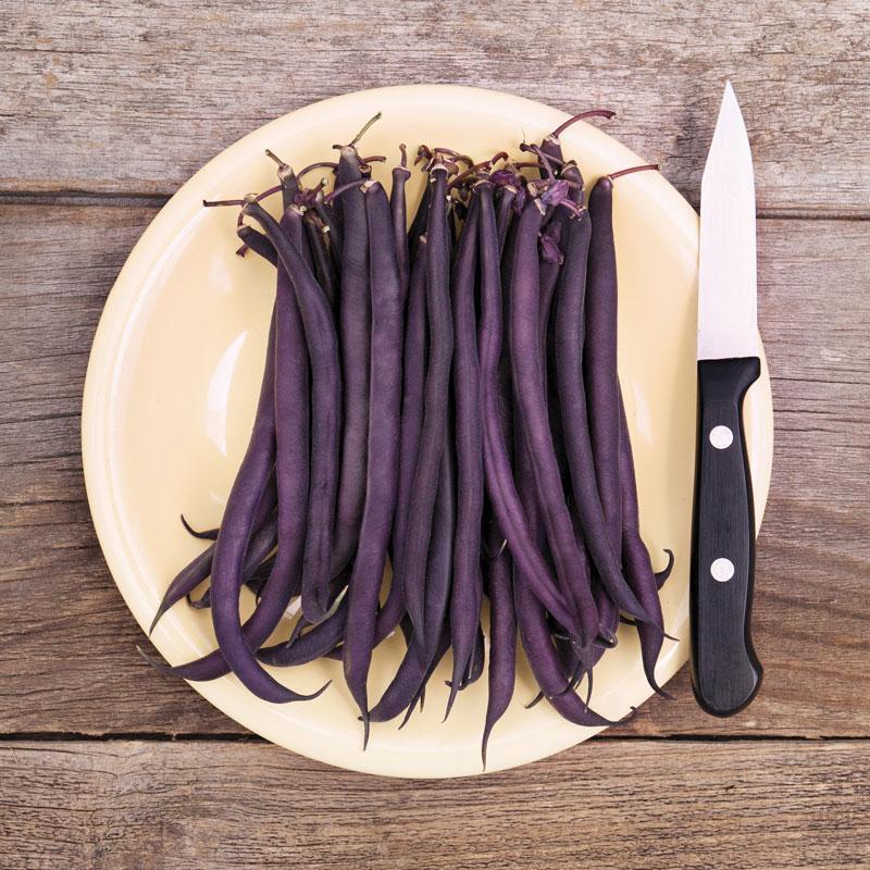 🫘Bean Amethyst