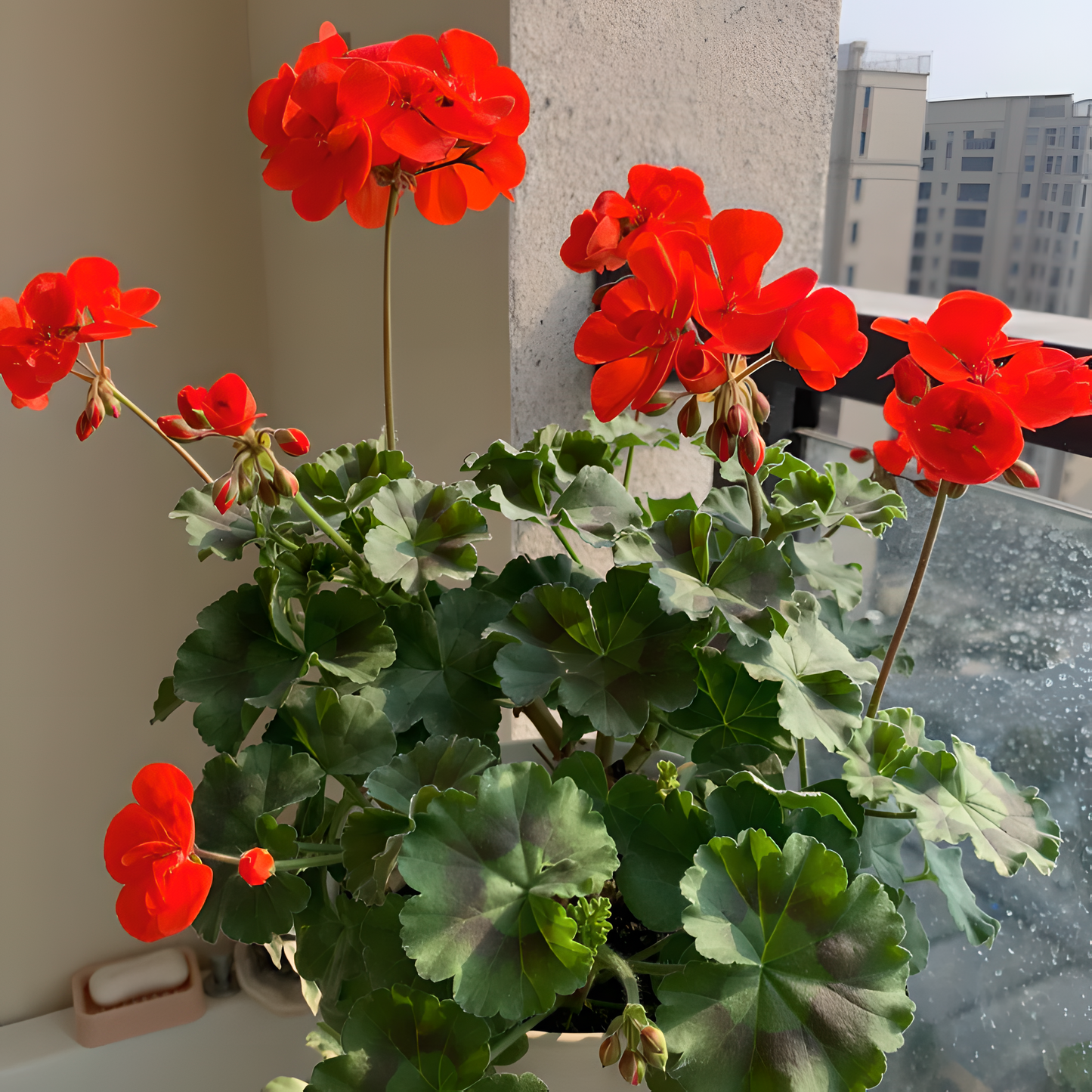 🌸Geranium - Happiness Is Around You