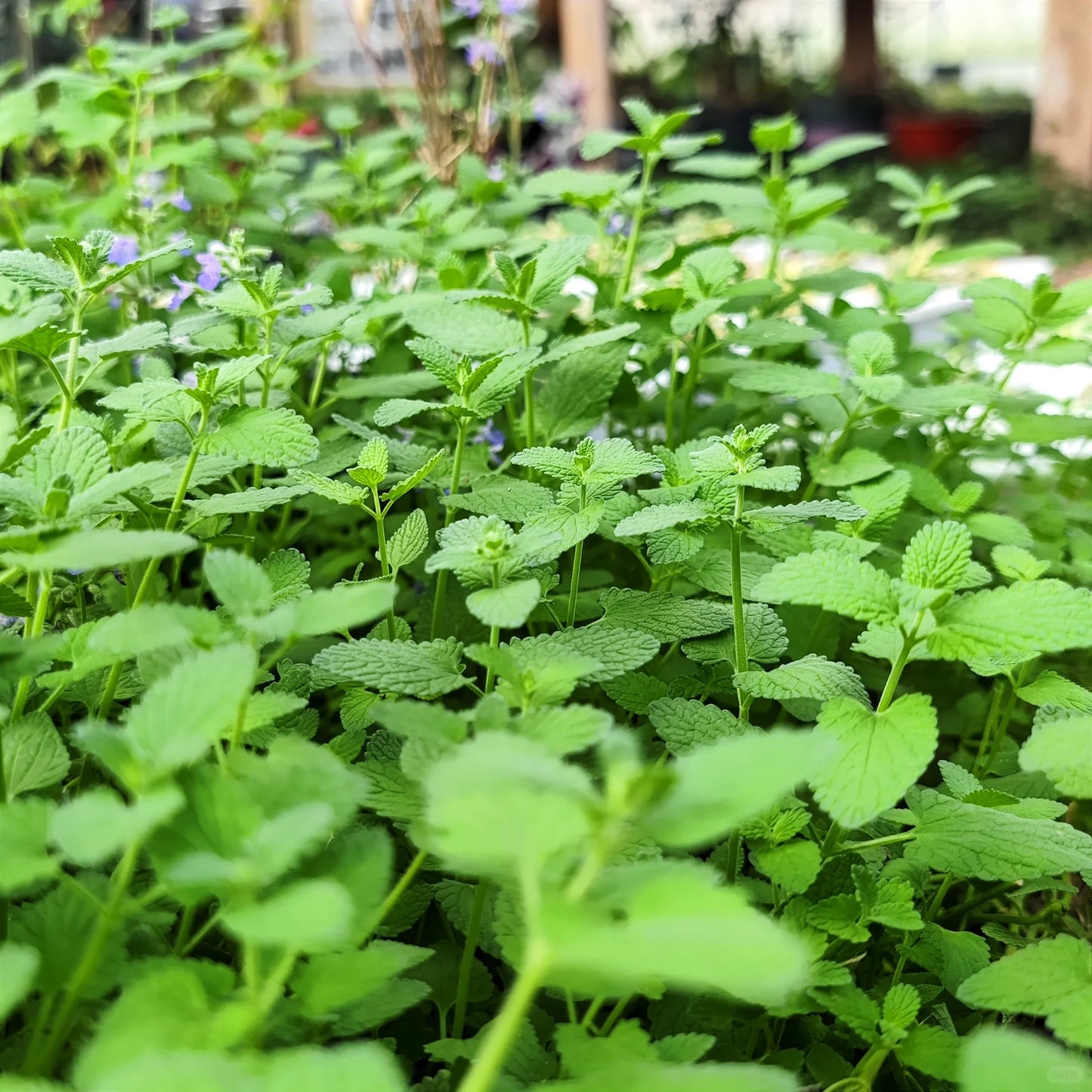 Catnip Seeds