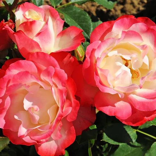 Rose Double Delight Seeds
