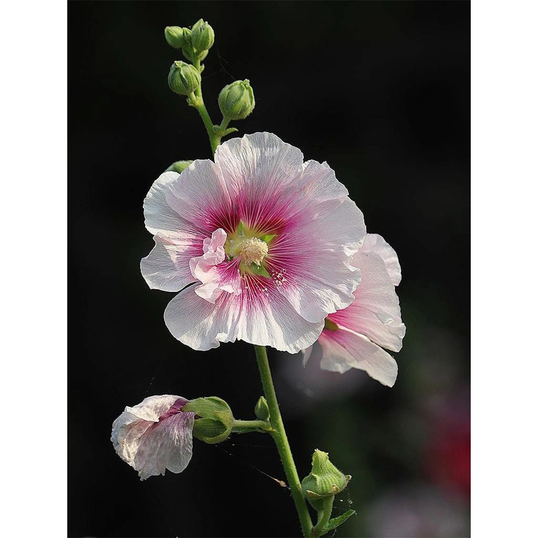 Hollyhock Seeds - Single Mix
