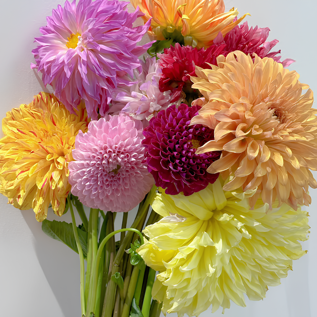 💐Dahlia Double Blend Rainbow Seeds