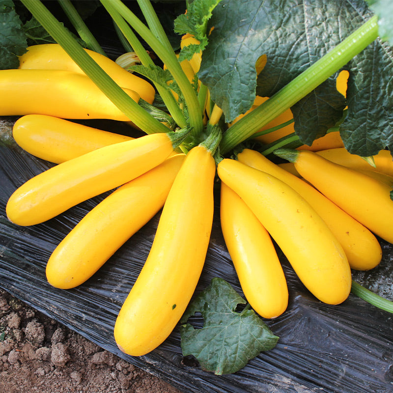 Golden Zucchini Seeds