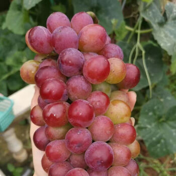 Midknight Beauty Grapes Seeds - Giant Rose (Rose scented)- 98% Germination🔥
