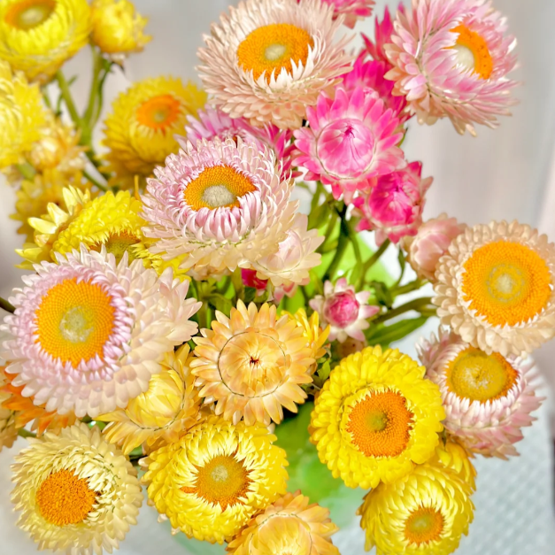 🌻Straw Chrysanthemum