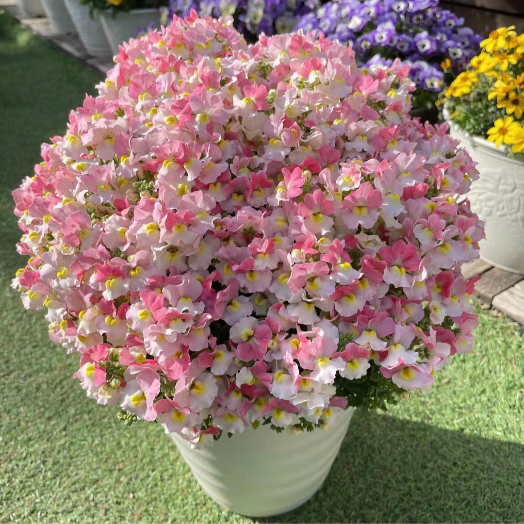 🌼Nemesia - Sincere Love