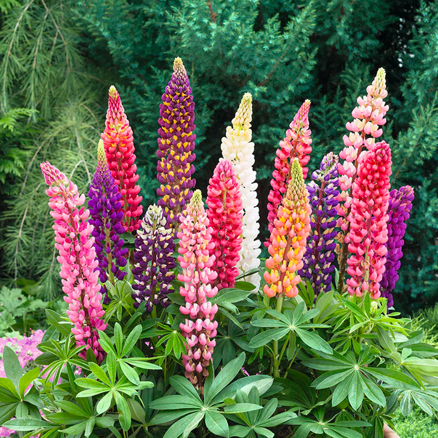 Lupine Flower Seeds - Mixed Color