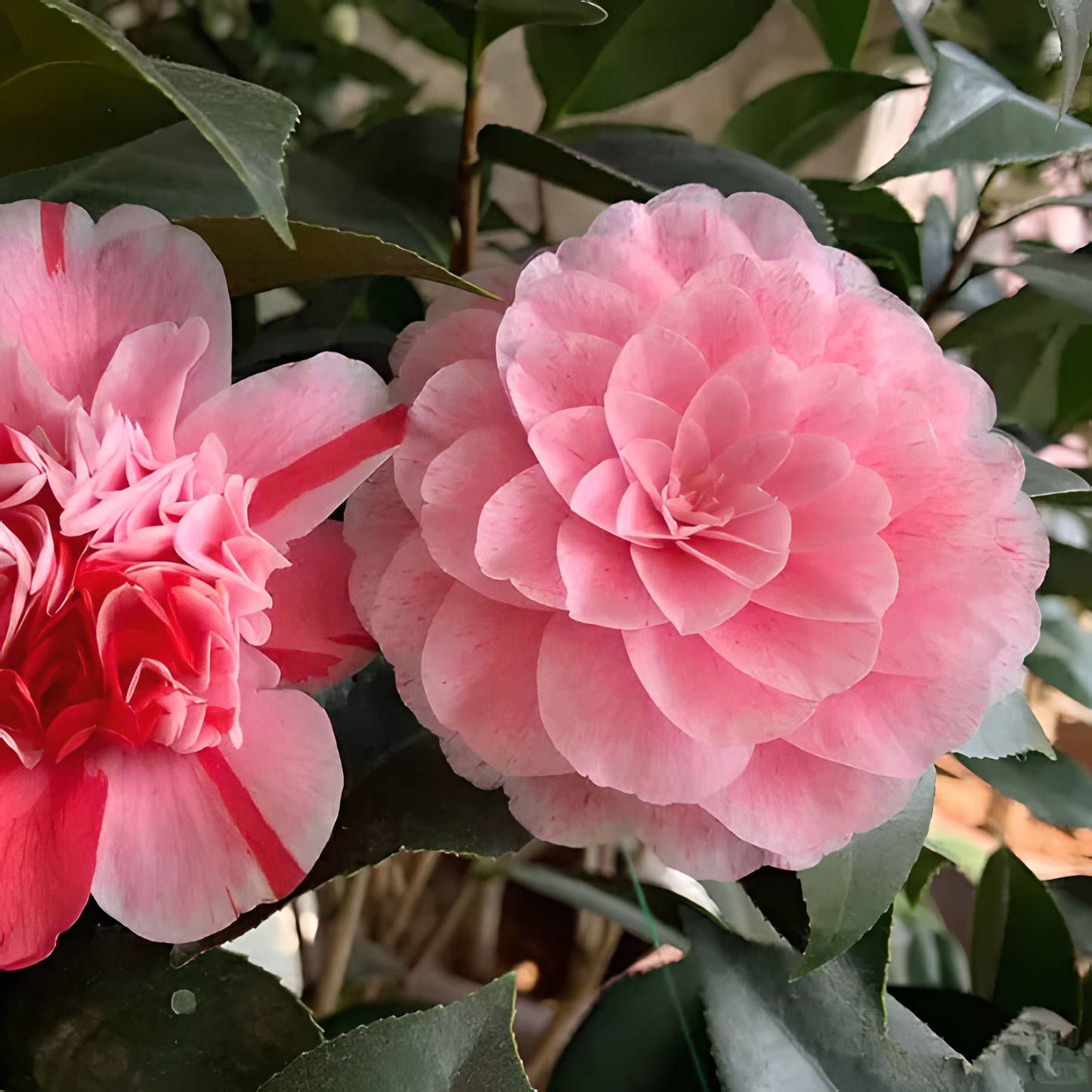 🌼Five-Color Camellia—Ideal Love