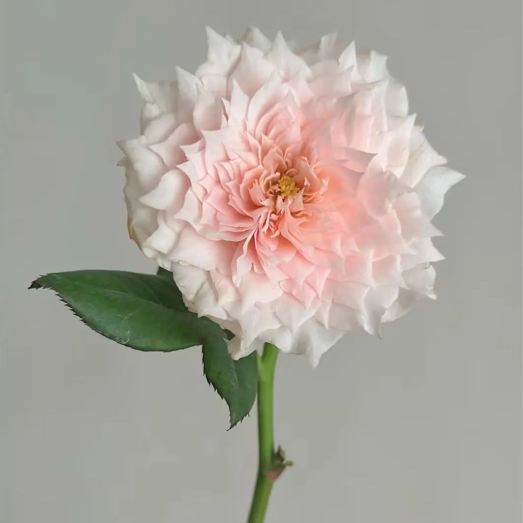 Monique Darve Rose