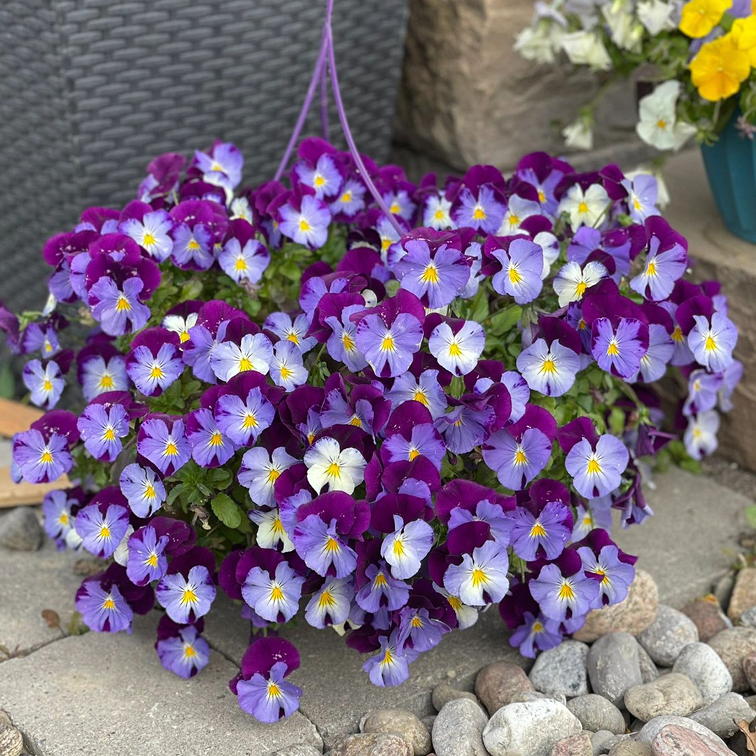 Pansy Seeds - Mix