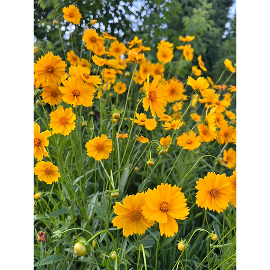 Lance-Leaf Coreopsis Seeds