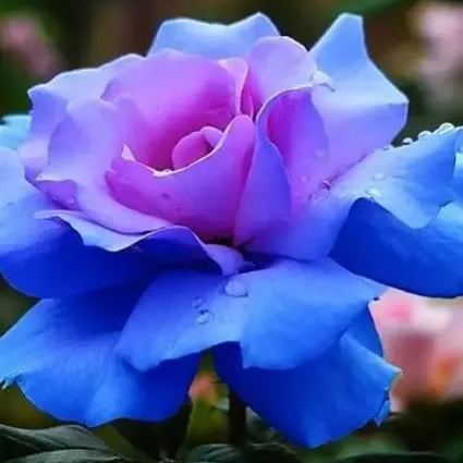 Rosa ‘Blue Moon’ Seeds