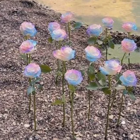 Rare Seeds - Datura Langaros Roses of the Western Regions