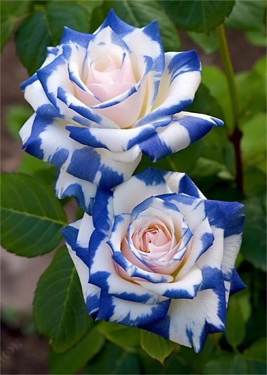 Rare Twin Rose 'Blue Stripe'