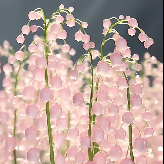 Pink Lily Of The Valley Seeds