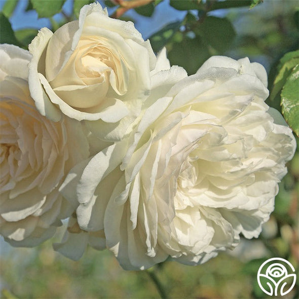 🌹Climbing Rose Seeds - Luck Rises