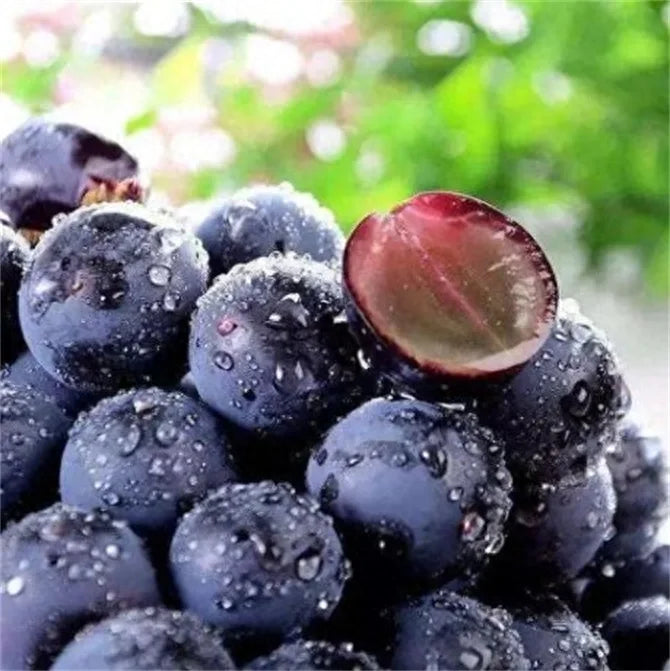 Midknight Beauty Grapes Seeds - Giant Rose (Rose scented)- 98% Germination🔥