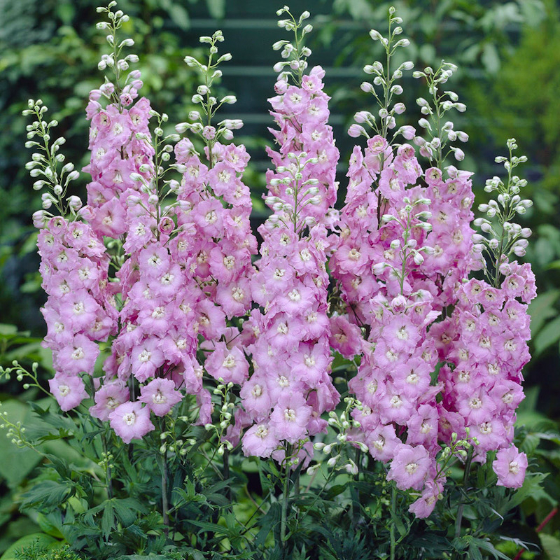🌼🦋Mix-Colored Delphinium Seeds