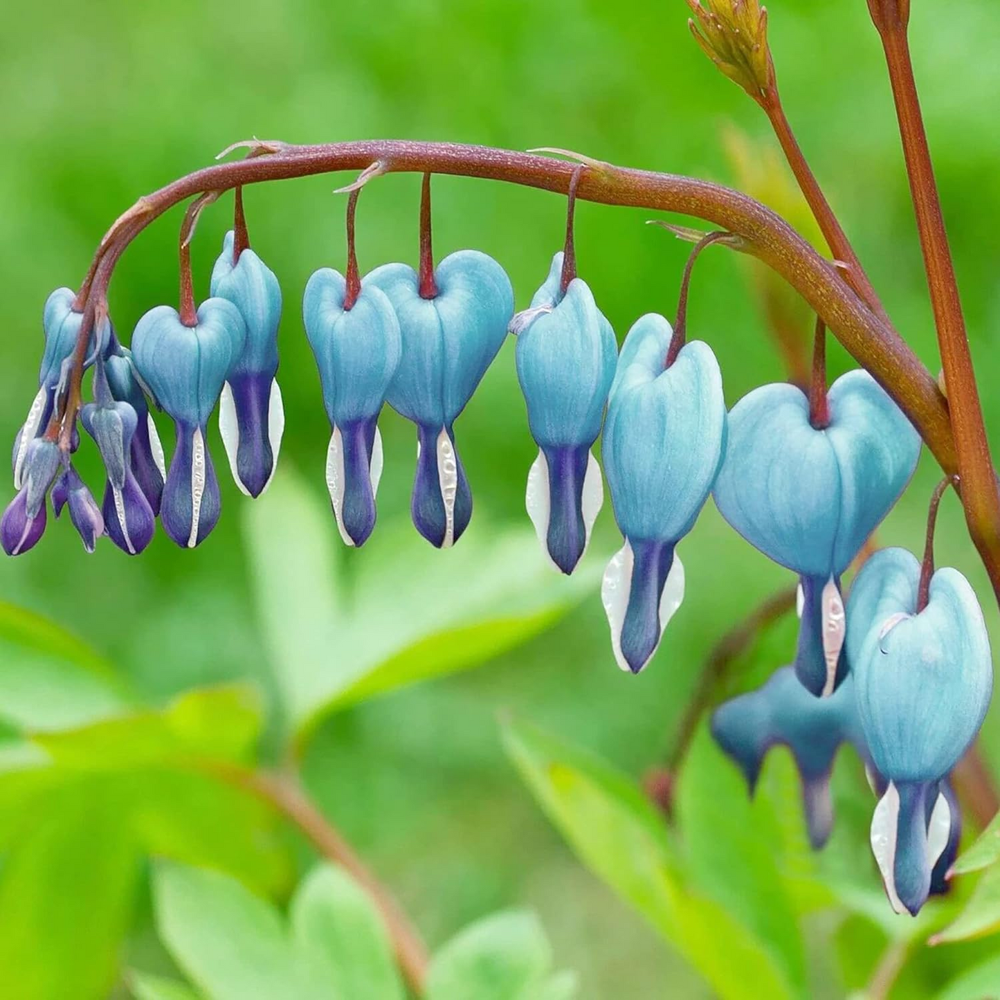Ocean Bleeding Heart Seeds ~ Dicentra Spectabilis ~ Gifts ~ Grow Your Own ~ Spring Flowers