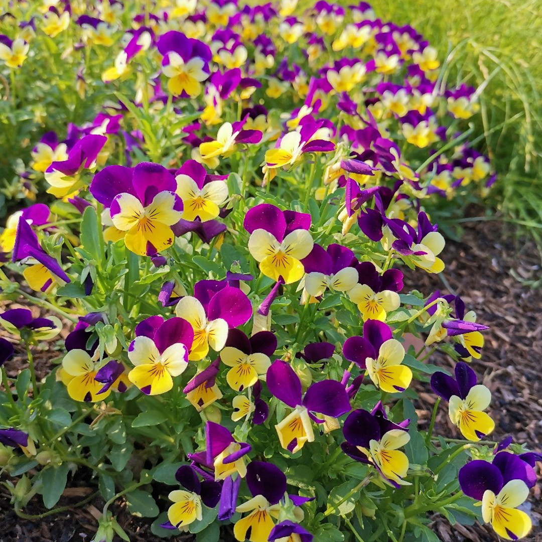 Pansy Seeds - Mix