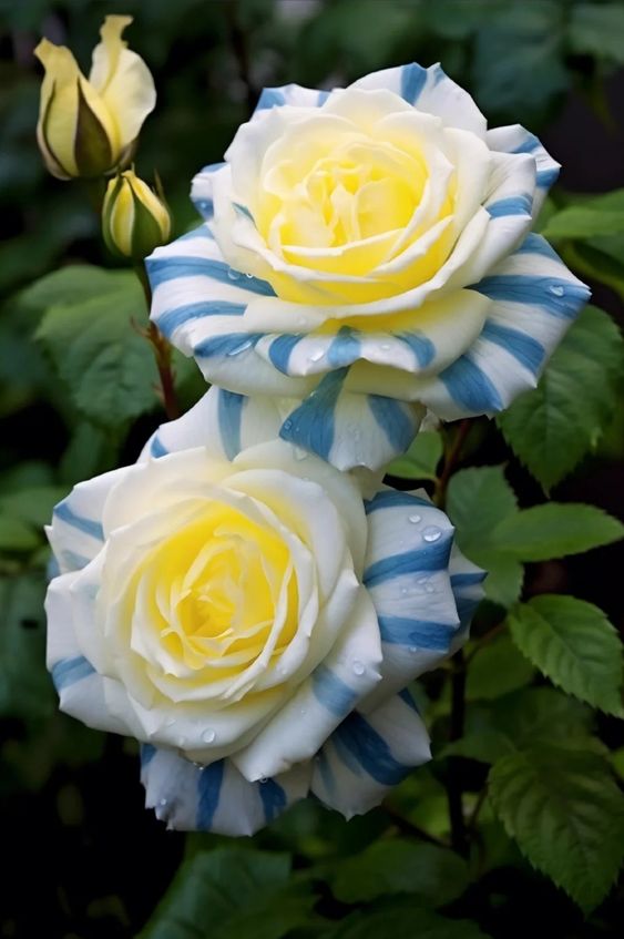 Rare Twin Rose 'Blue Stripe'
