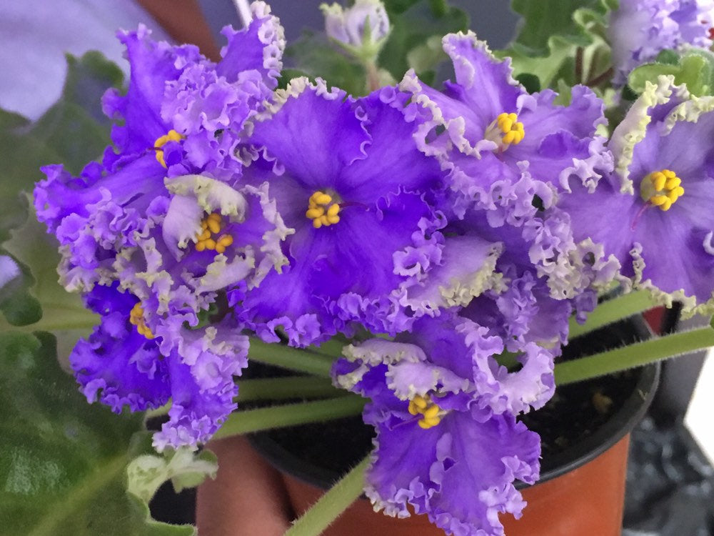 Violet - Saintpaulija Reigning Beauty