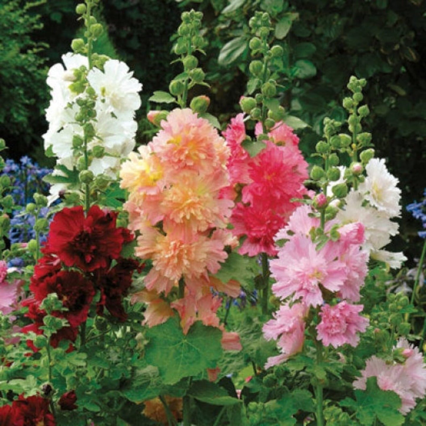 Last Day Sale - 50% OFF-🌸🌿Double Hollyhock Seeds