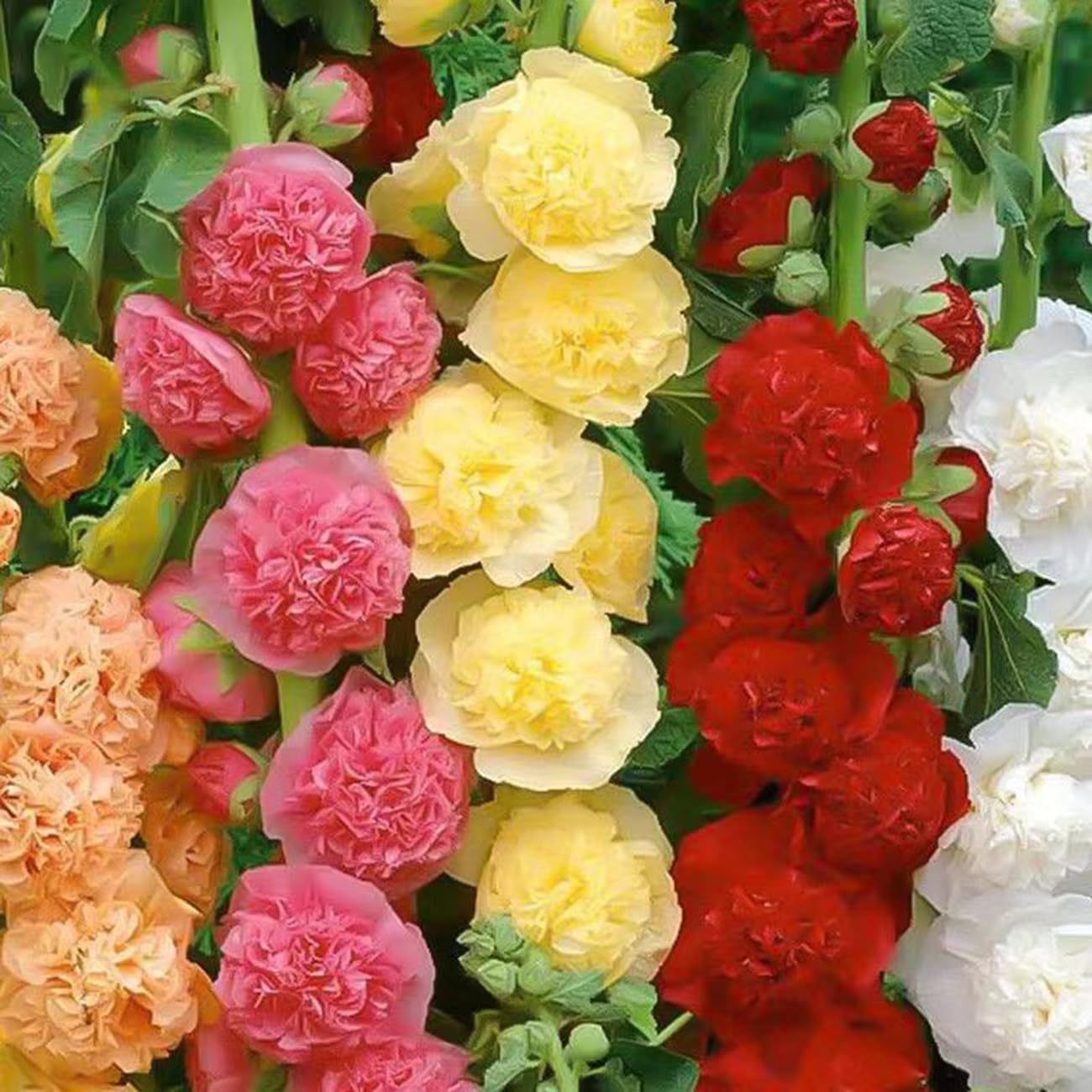 Last Day Sale - 50% OFF-🌸🌿Double Hollyhock Seeds