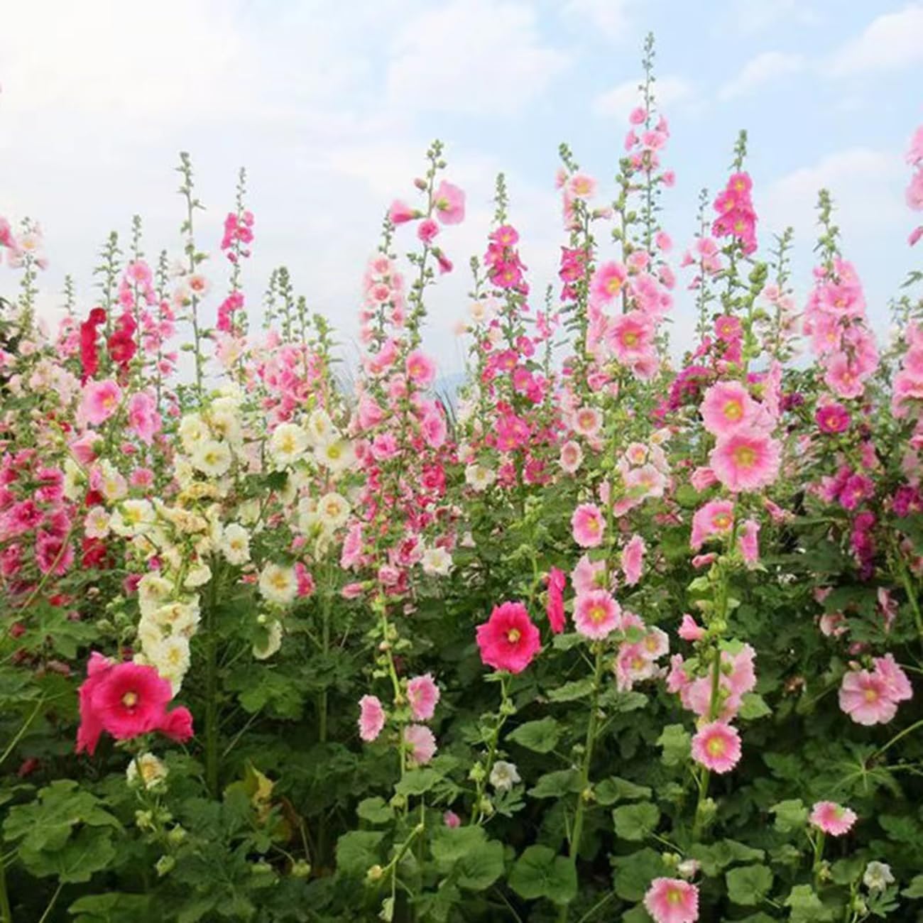 Last Day Sale - 50% OFF-🌸🌿Double Hollyhock Seeds