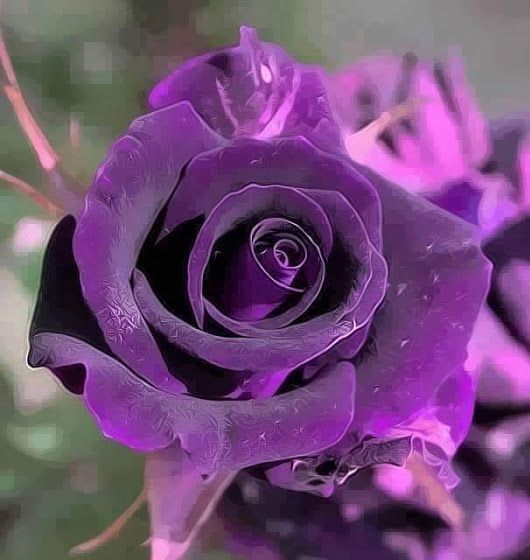 Rare Exotic Dark Purple Rose