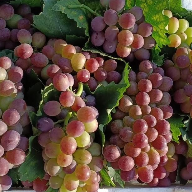 Midknight Beauty Grapes Seeds - Giant Rose (Rose scented)- 98% Germination🔥