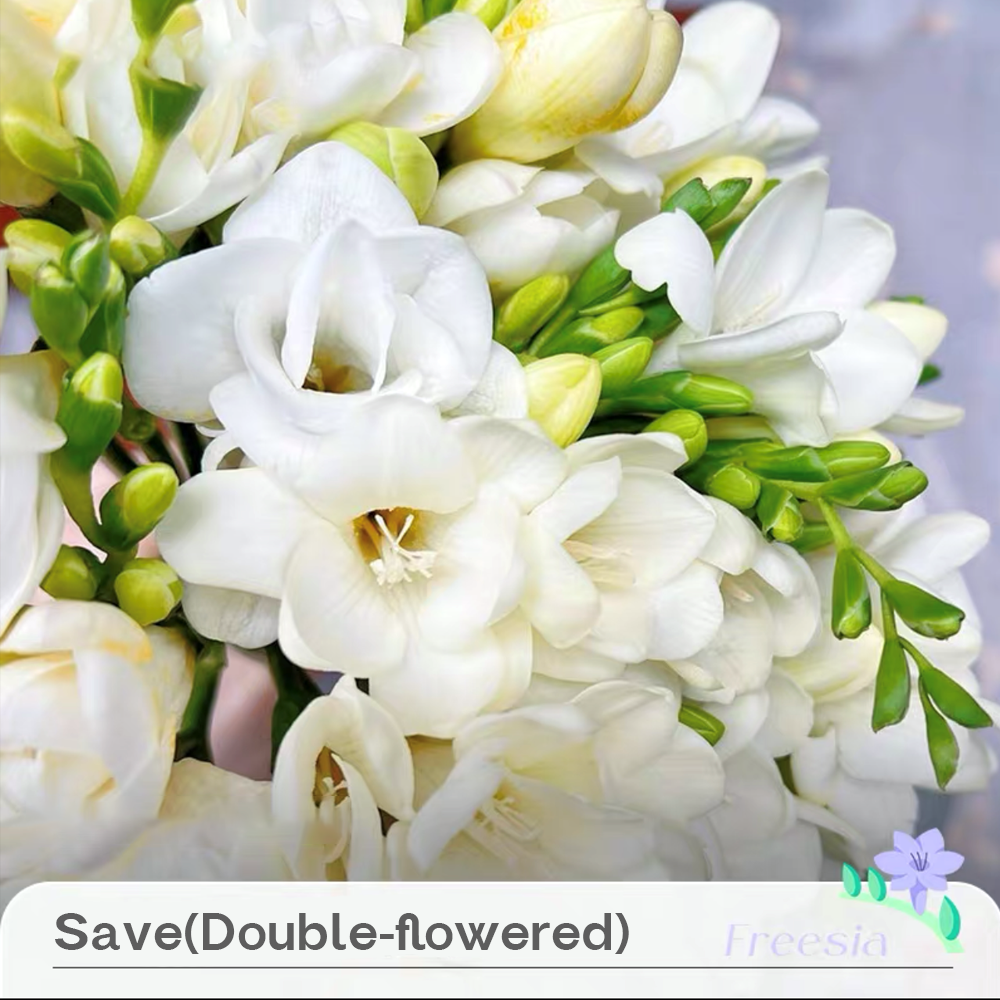 Freesia Bulbs --Comming Soon